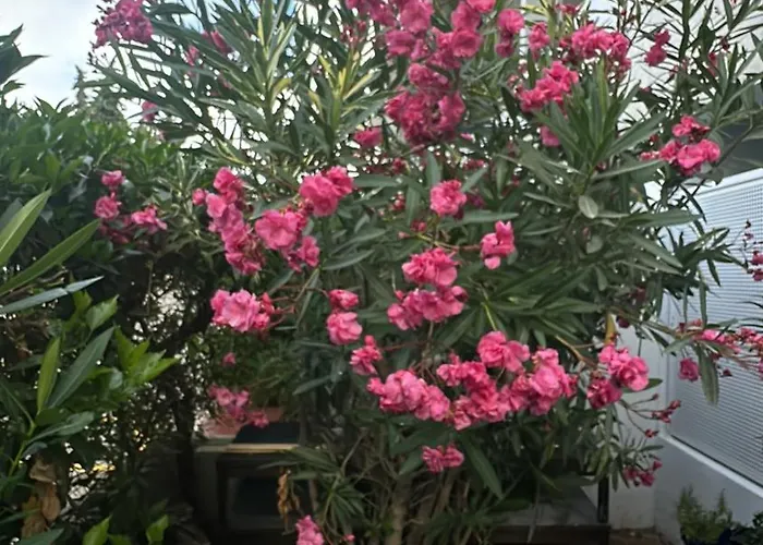 Maria Luisa -amaral's 阿尔布费拉