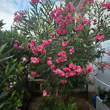 Maria Luisa -amaral's Албуфейра