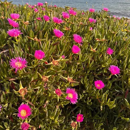 Maria Luisa -amaral's Daire Albufeira